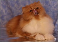 /album/pre-no-no-energizer-z-thalgau/no-no-energizer-18-jpg/